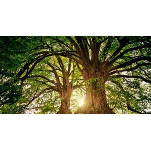 加快构建实现碳中和目标长效机制