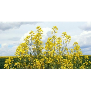 气候变化导致外来物种进入英国