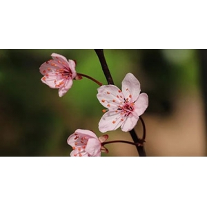 白洋淀进入治污与生态修复并重新阶段