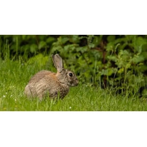 专家呼吁推动生物多样性保护主流化