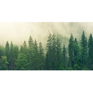 生态环境损害赔偿金谁来管合适？